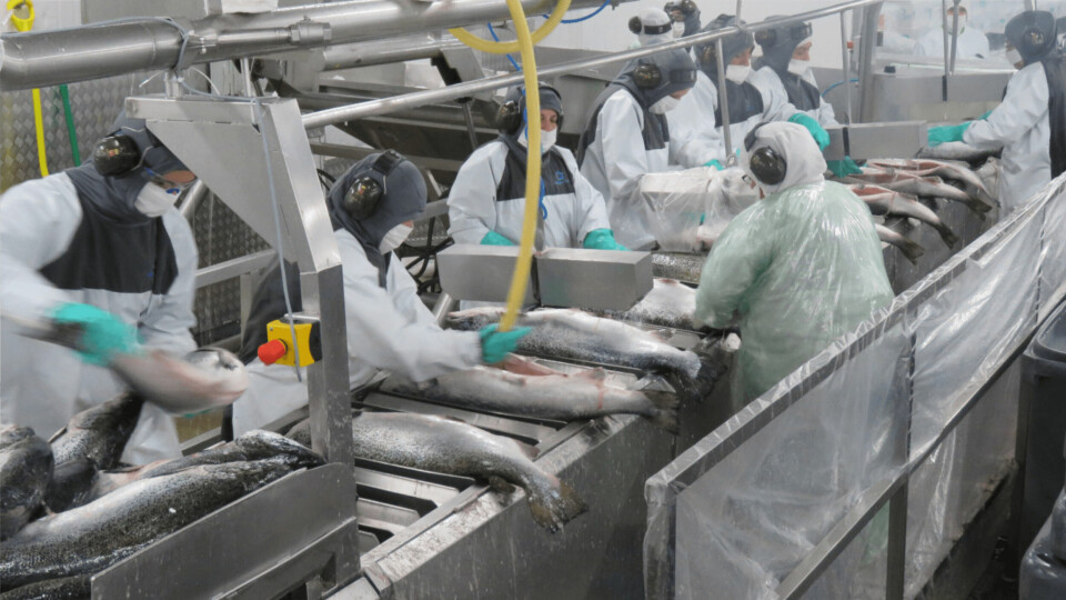 Planta de procesamiento de Multiexport Foods, ubicada en Puerto Montt. Foto: Salmonexpert.