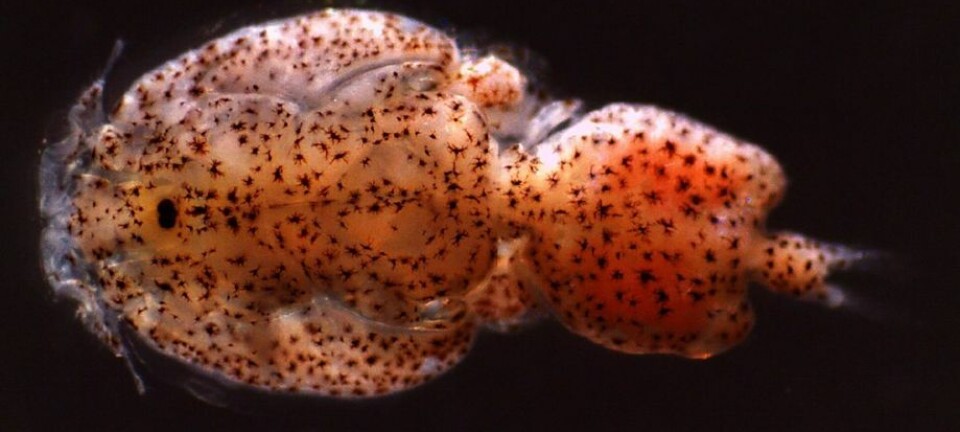 Un problema latente: La reinfestación del piojo en la industria salmonicultora