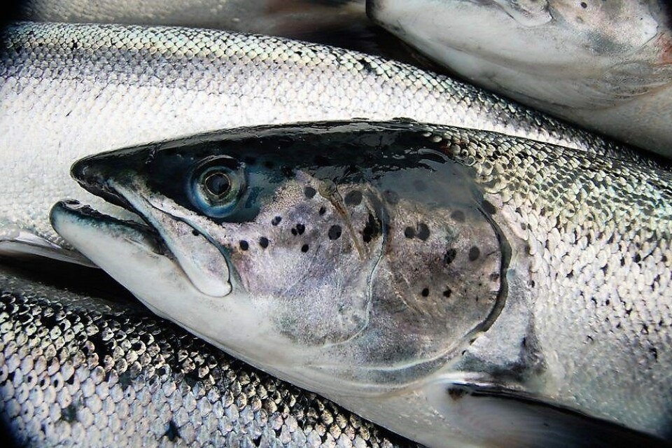 Foto: Archivo Salmonexpert.