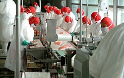 Realizan testeos PCR masivos a trabajadores de plantas salmonicultoras en Quellón