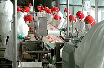 Realizan testeos PCR masivos a trabajadores de plantas salmonicultoras en Quellón