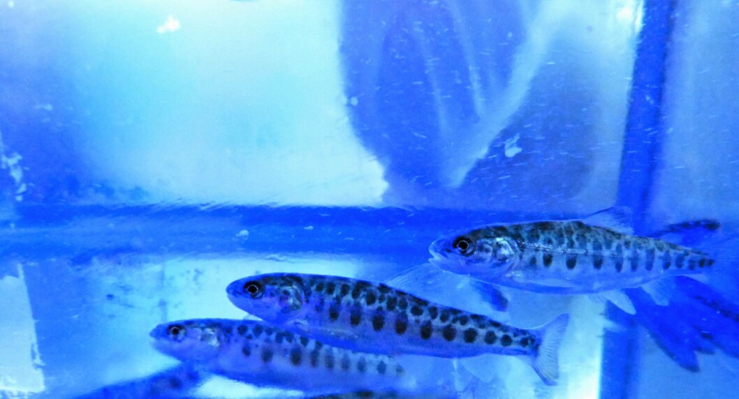 Smolts. Foto: Loreto Appel, Salmonexpert. Smolts. Foto: Loreto Appel, Salmonexpert.