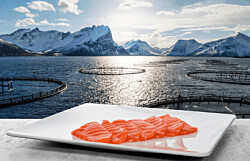 Noruega llena el vacío dejado por bajas cosechas escocesas de salmón