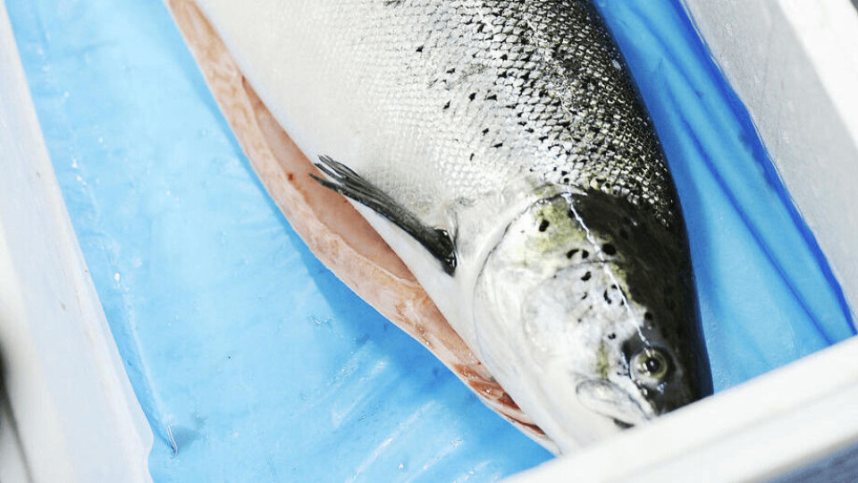 Salmón noruego. Foto: Consejo de Productos del Mar de Noruega.