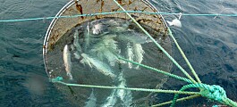 Salmonicultoras activan planes de contingencia ante presencia de microalga