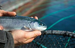 Noruega: Aumento en temperatura del mar pone en riesgo la salmonicultura