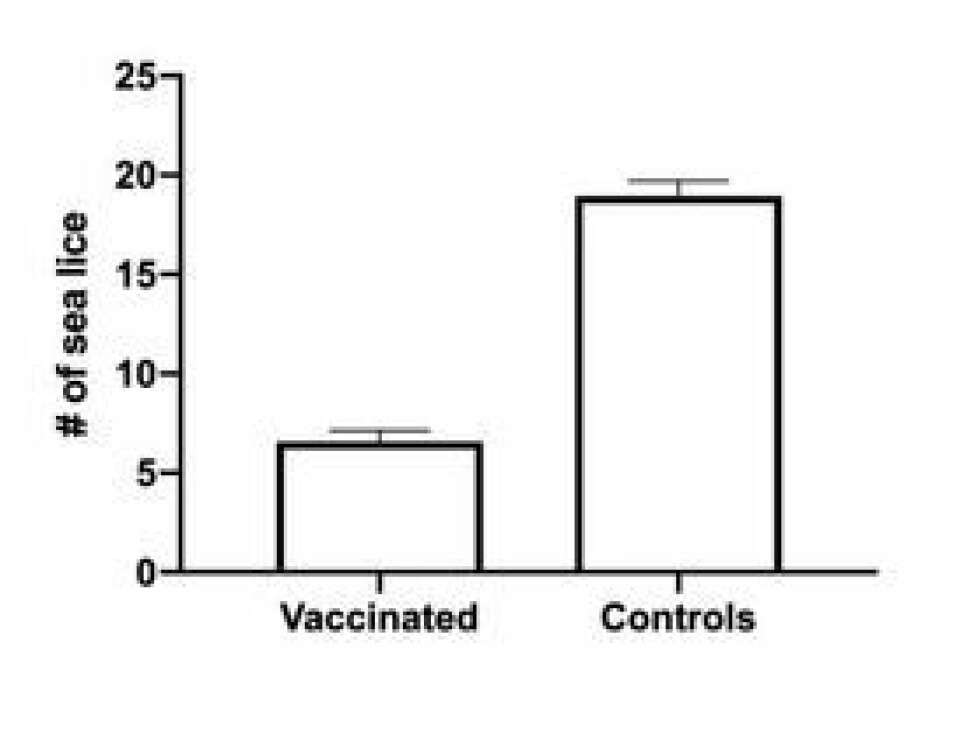 Desarrollaron una vacuna que muestra un 65% de reducción en la carga parasitaria. Imagen: NMBU.