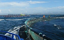 Noruega: buscan determinar regulaciones específicas para la acuicultura offshore