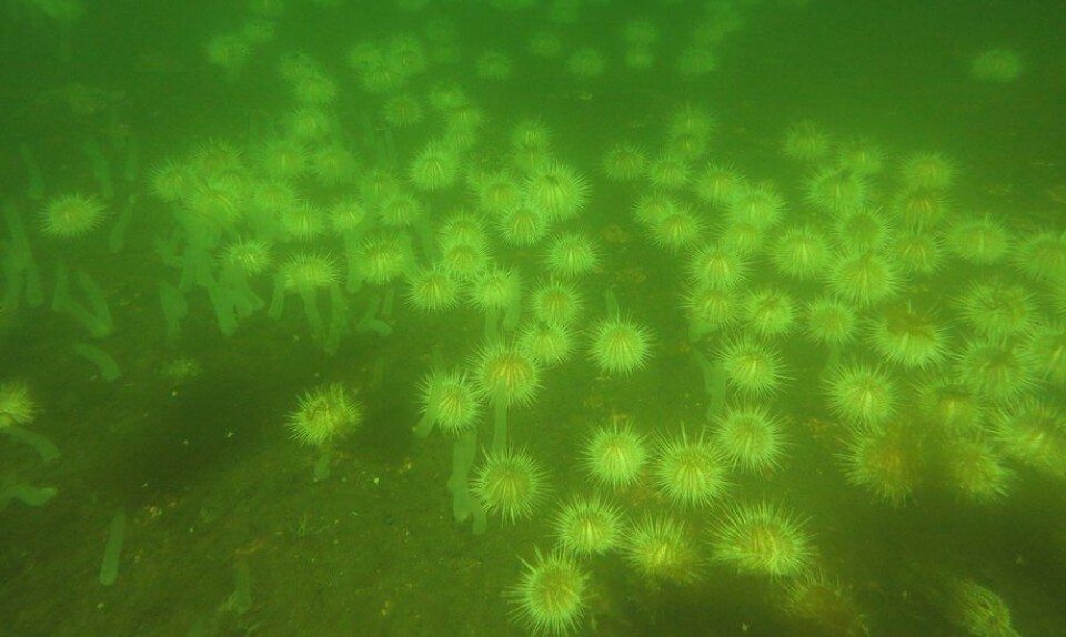 Un área desierta causada por demasiados erizos de mar alimentándose en un solo lugar. Foto: Dra. Camille White