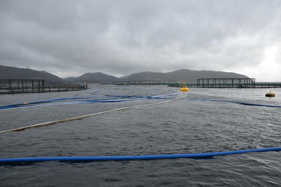 Iniciativa apunta a tomar medidas en conjunto ante eventos de escapes de peces. Foto: Ole Andreas Drønen.