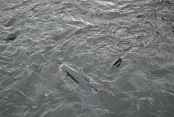 Noruega: Eliminarán uso de tratamientos térmicos para el salmón