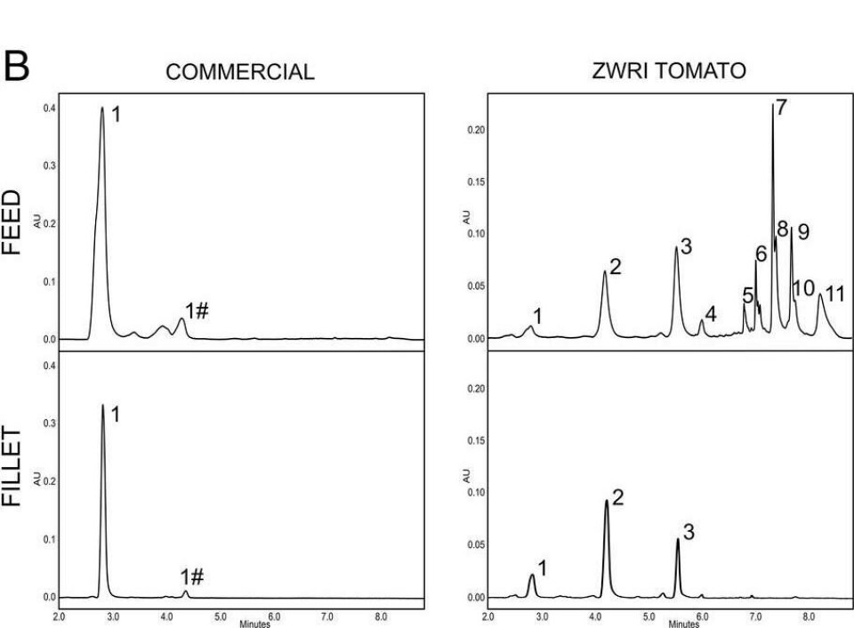 Composición de ketocarotenoides en el alimento y en el filete de ambas dietas, comercial (comnercial) y con tomate geneticamente modificado (ZWRI tomato). Se puede apreciar que la fijación de ketocarotenoides en filetes de truchas alimentadas con la dieta ZWRI es mayor. Fuente: modificado de Nogueira y col., 2017.