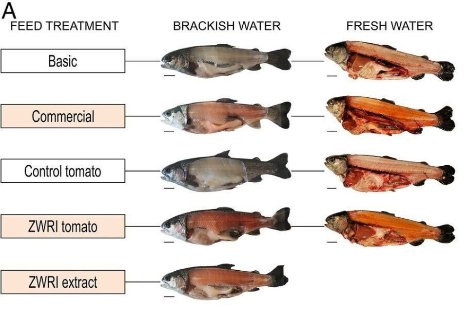 Diferencias en el color de los filetes dependiendo de la dieta. Se puede apreciar la mayor intencidad de color en los peces alimentados con el tomate genéticamente modificado (ZWRI). Foto: modificado de Nogueira y col., 2017.