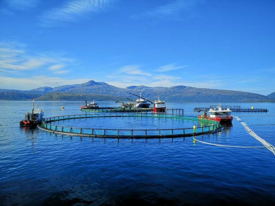 Actualmente, hay tres centros de cultivo de la empresa Ballangen Sjøfarm afectados por la proliferación de microalgas. Foto: Ballangen Sjøfarm AS.