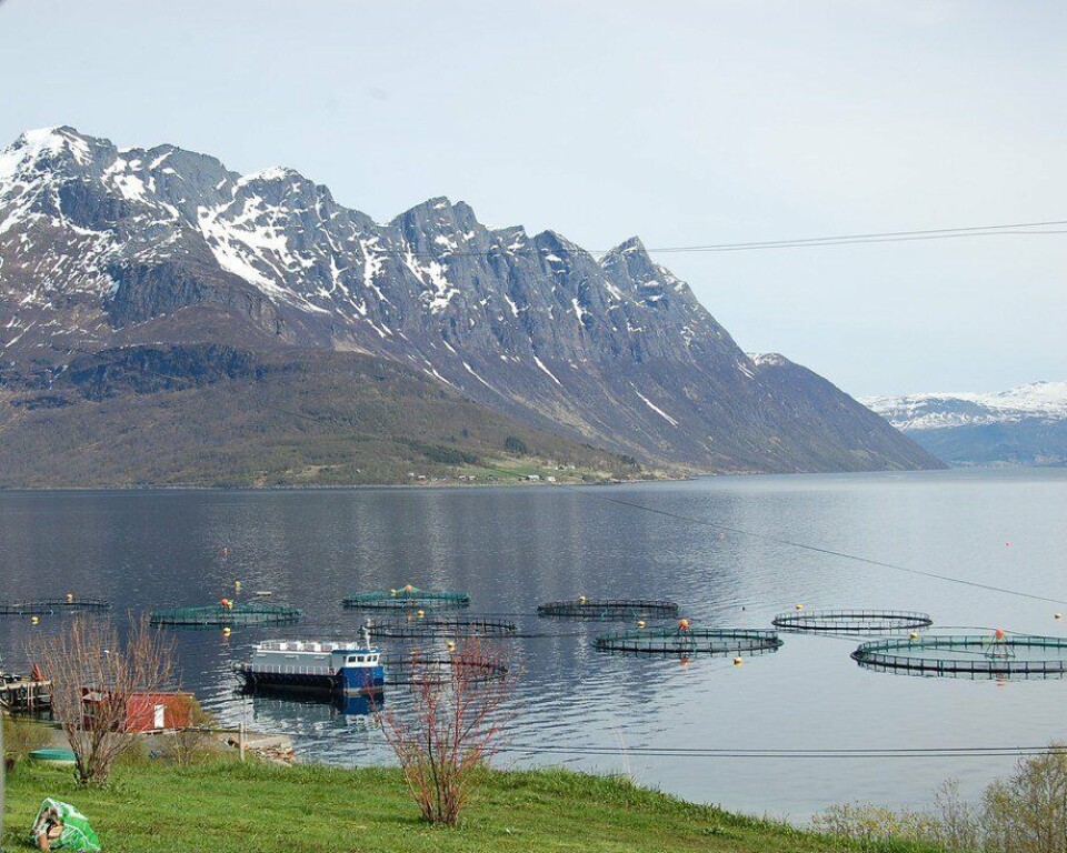 Empresas de productos del mar de Noruega, como las salmonicultoras, podrán adherir a esta certificación. Foto: Archivo Salmonexpert.