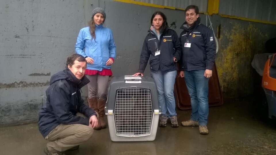 Trabajadores de Marine Harvest apoyan rescate de lobo marino