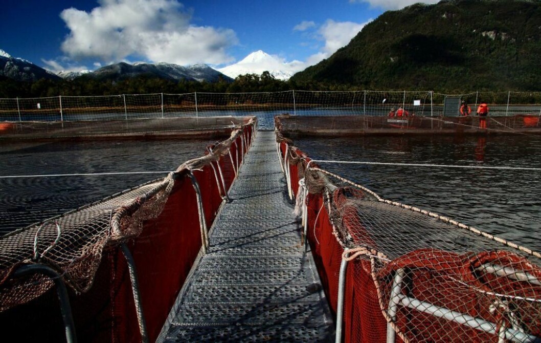 En agosto se realizó la primera reunión de la Red de Mentores de Salmón. Foto: Salmonchile. En agosto se realizó la primera reunión de la Red de Mentores de Salmón. Foto: Salmonchile.