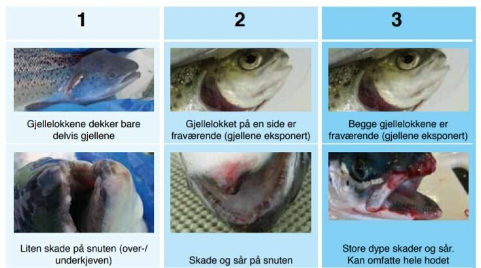 El manual de indicadores de bienestar de los peces, incluye imágenes de referencia para su uso en centros de cultivo, pronto estará disponible en inglés. Foto: Fishfarmingexpert.