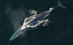 Tráfico de barcos acuícolas podría presentar un riesgo para la ballena azul