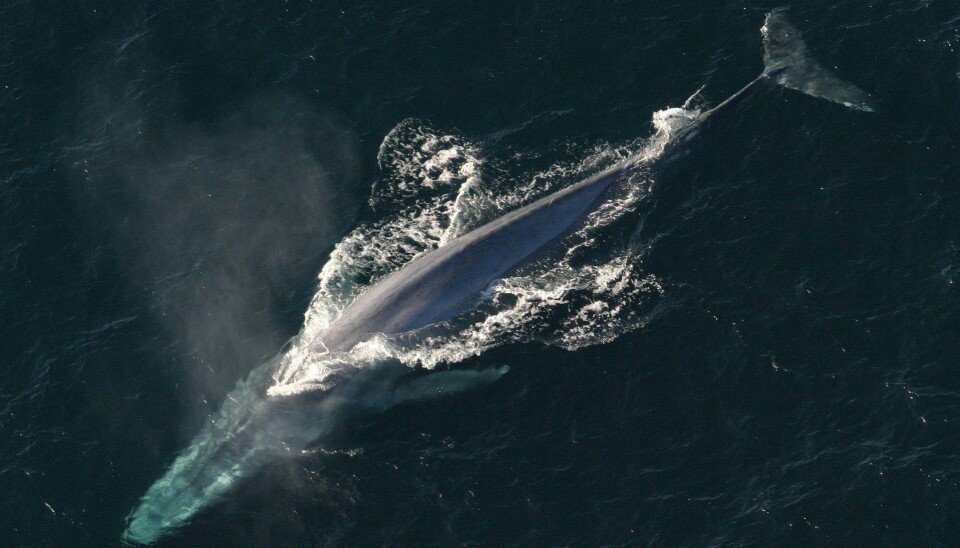 Imagen referencial de ballena.