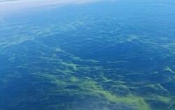 Registran floración de microalga verde en Golfo Corcovado