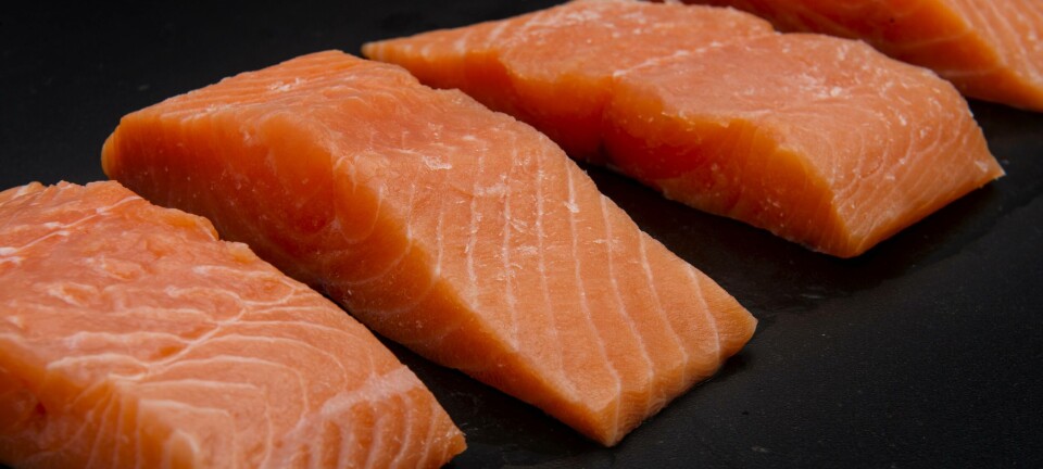 Rusia vuelve a resurgir como mercado estratégico del salmón chileno