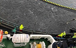 Regulador mantiene aprobación para tratamientos térmicos contra piojos de salmón