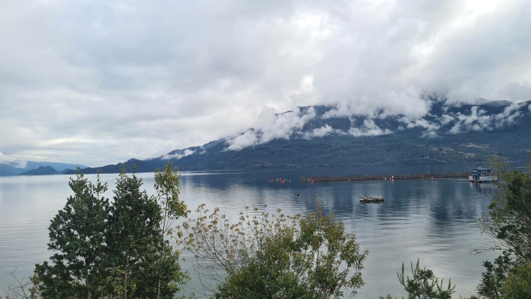 Foto: Salmonexpert. Foto: Salmonexpert.