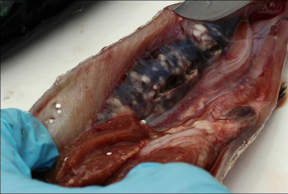 Presencia de grancantidad de nódulos anivel renal (GentilezaMatías Poblete-Morales).