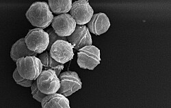 Renuevan convenio para combatir la microalga Alexandrium catenella