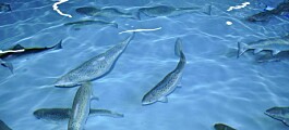 Tribunal Ambiental rechaza reclamación contra piscicultura en Los Ríos