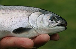Reportan por primera vez salmón coho en río de Cabo de Hornos