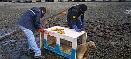 Rescatan a lobo marino en sector de playa colindante a centro de Cermaq Chile