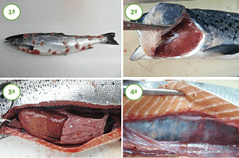 Nueva aplicación permitirá diagnosticar enfermedades del salmón mediante imágenes