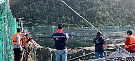 Retiran 2.000 toneladas de mortalidad de salmón tras floración de algas nocivas