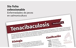 Nueva ficha técnica sobre tenacibaculosis
