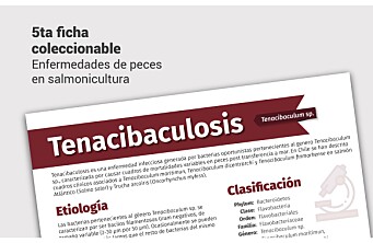 Nueva ficha técnica sobre tenacibaculosis
