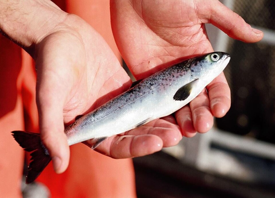 UCN publicó estudio sobre malformaciones craneanas en peces de cultivo