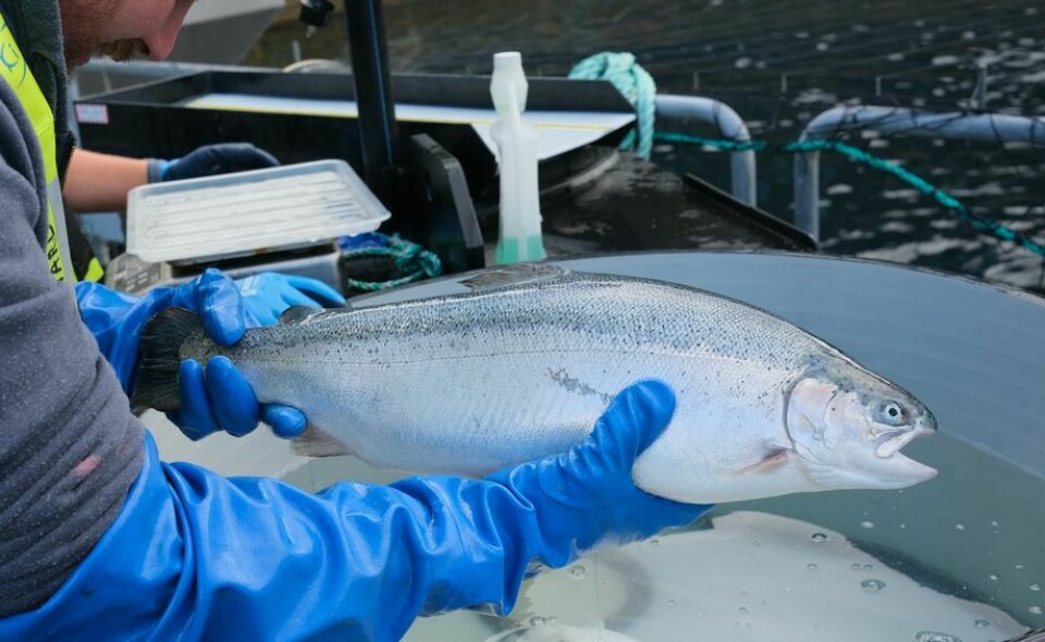 Premio destacará medidas que mejoran el bienestar de los peces. Foto: Pål Mugaas Jensen.