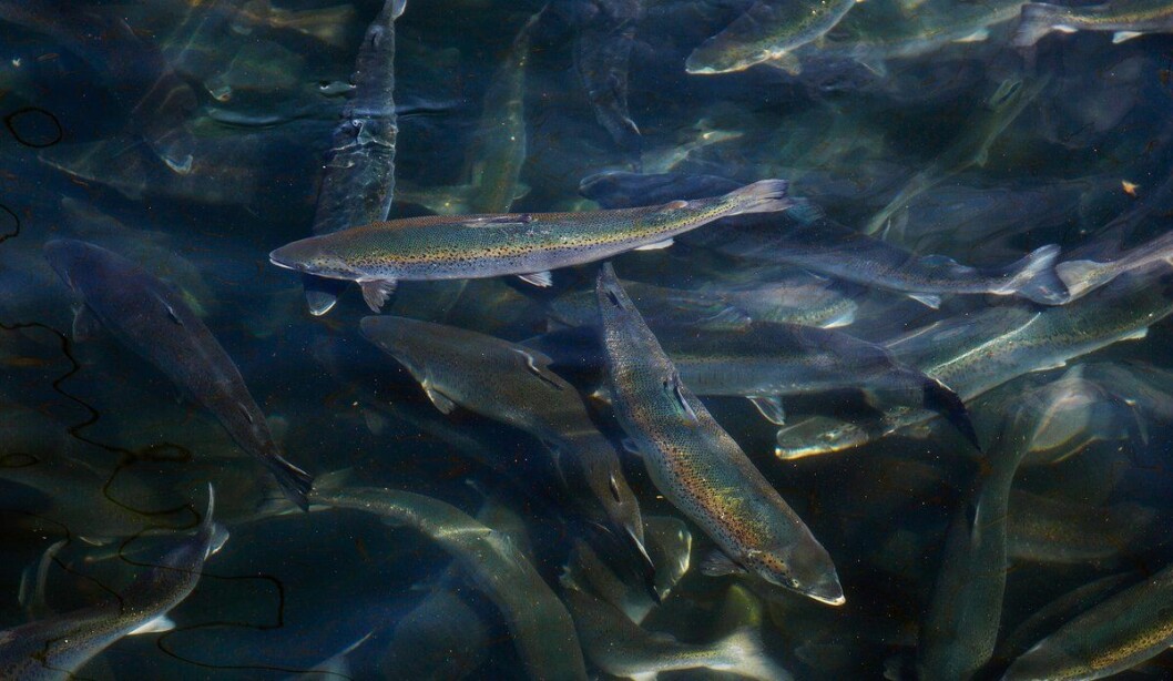 Las etiquetas PIT proporcionan información sobre dónde nadan los peces en la jaula. Foto: Eivind Senneset / Instituto de Investigación Marina. Las etiquetas PIT proporcionan información sobre dónde nadan los peces en la jaula. Foto: Eivind Senneset / Instituto de Investigación Marina.