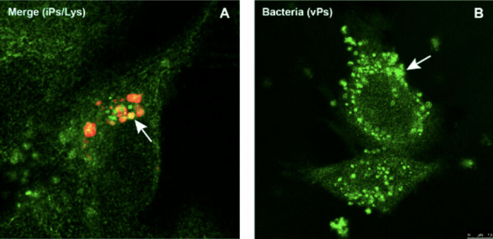 Colocalización de P. salmonis en lisosomas de células SHk-1. A) P. salmonis inactivado (verde) dentro de los lisosomas (rojo). La colocalización se visualiza con un color entre amarillo y naranja indicando la maduración del fagosoma. B) Cepa virulenta de P. salmonis (verde) en fagosoma que no se une con lisosoma, sobreviviendo y proliferando en macrófagos. Fuente: Modificado de Cortéz y col., 2021.