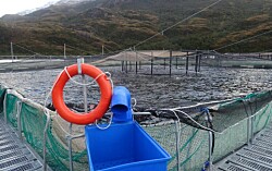 Revelan sobreproducción de salmón superior a 3.300 toneladas en área protegida