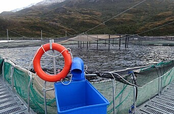 Revelan sobreproducción de salmón superior a 3.300 toneladas en área protegida