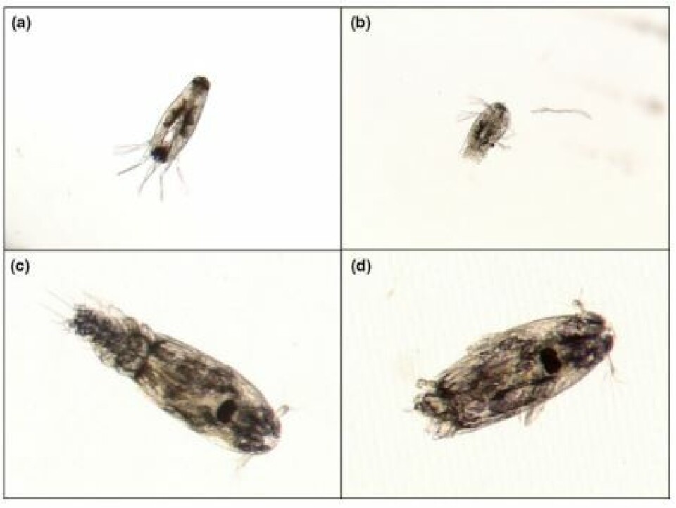 Fotos que muestran L. salmonis nauplii (a, b) y copépodos (c, d), antes (a, c) y después de la exposición a la cavitación ultrasónica (b, d). Los individuos post-exposición que se muestran aquí fueron divididos por la mitad y no tenían auto-movimiento. Fotos: Sintef.