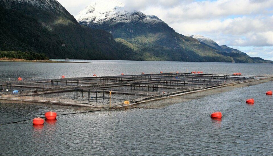 Foto: Archivo Salmonexpert.