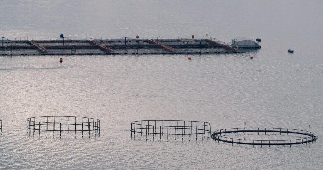 La Ley aumenta significativamente las exigencias ambientales a la salmonicultura. Foto: Oceana Chile. La Ley aumenta significativamente las exigencias ambientales a la salmonicultura. Foto: Oceana Chile.