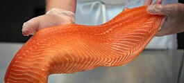 Nuevo estudio abordará vínculo entre alimentación, estrés y color del salmón