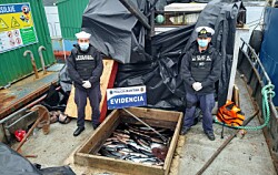 Nuevo golpe de la Armada: incautan cerca de 13 toneladas de salmón robado