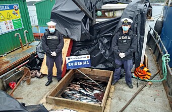 Nuevo golpe de la Armada: incautan cerca de 13 toneladas de salmón robado