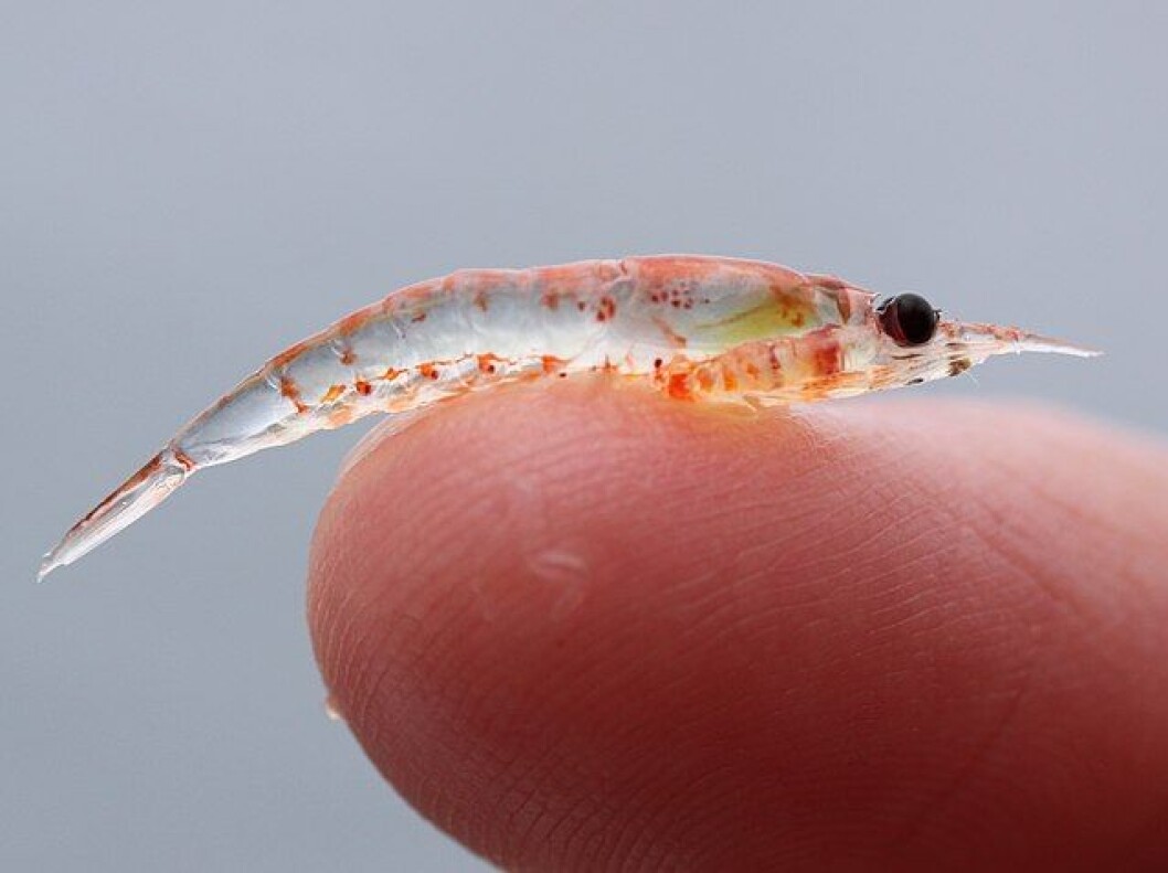 Foto: Sophie Webb/NOAA. Foto: Sophie Webb/NOAA.